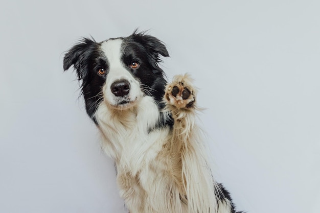 Porträt eines Hundes vor weißem Hintergrund