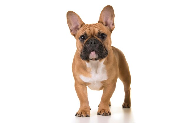 Porträt eines Hundes vor weißem Hintergrund