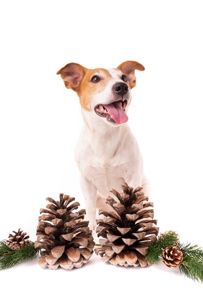 Porträt eines Hundes vor weißem Hintergrund