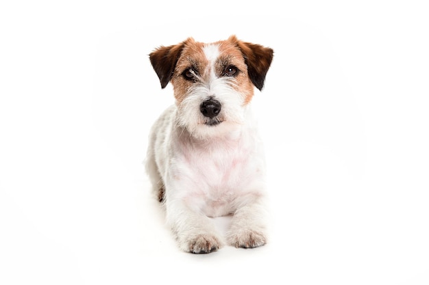 Porträt eines Hundes vor weißem Hintergrund