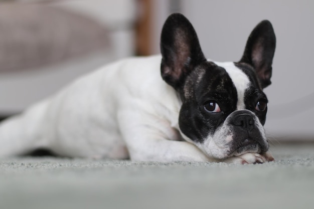 Porträt eines Hundes zu Hause