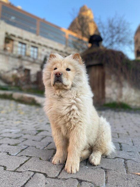 Foto porträt eines hundes