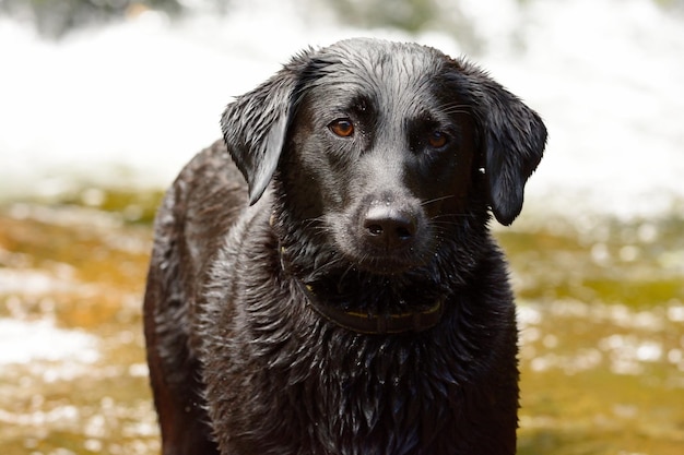 Porträt eines Hundes