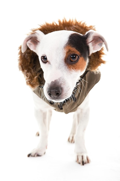 Porträt eines Hundes