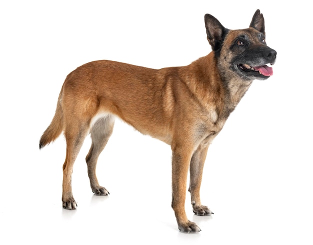 Porträt eines Hundes