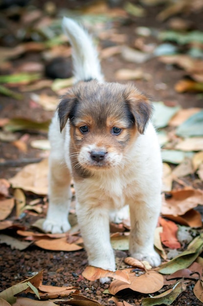 Porträt eines Hundes