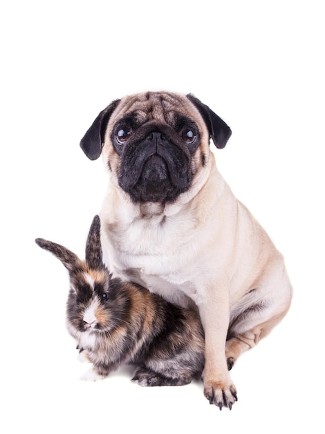 Porträt eines Hundes