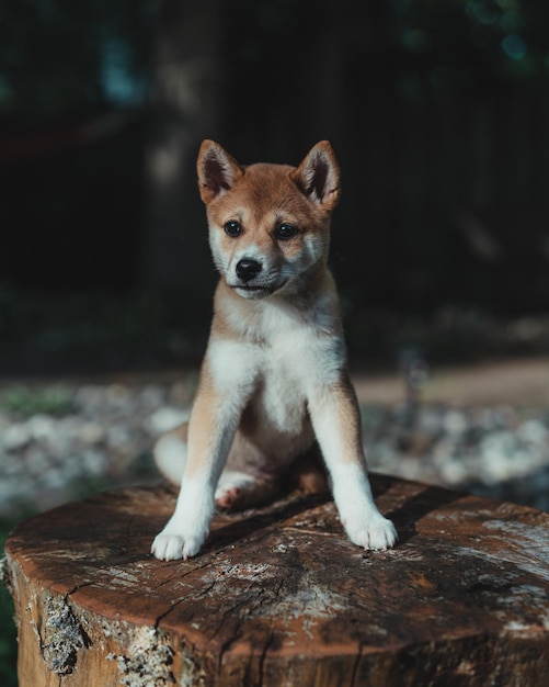 Porträt eines Hundes