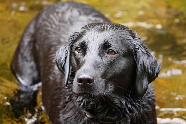 Foto porträt eines hundes