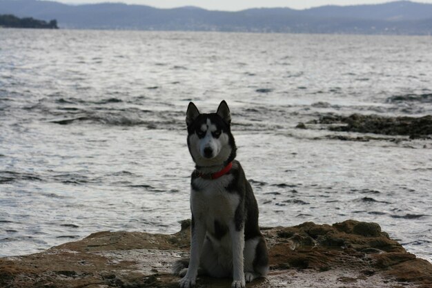 Foto porträt eines hundes