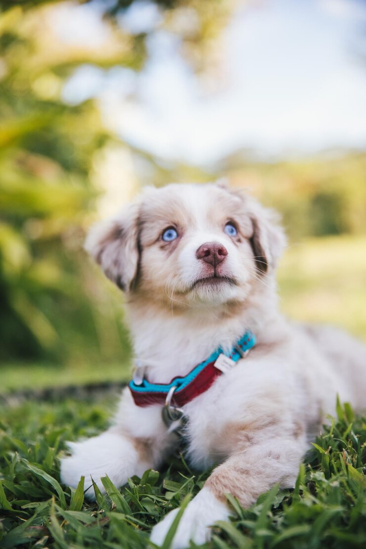 Foto porträt eines hundes