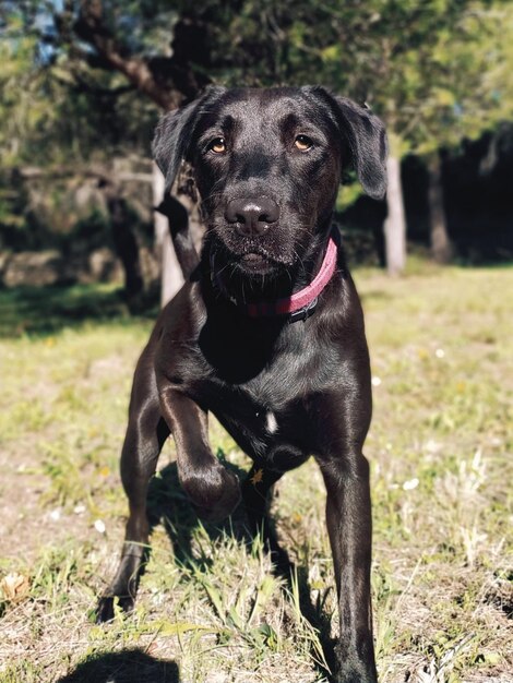 Foto porträt eines hundes