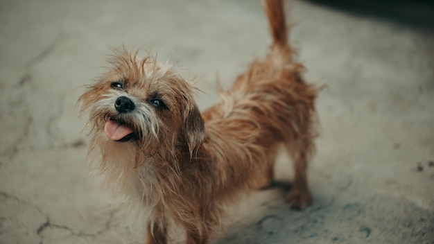 Porträt eines Hundes