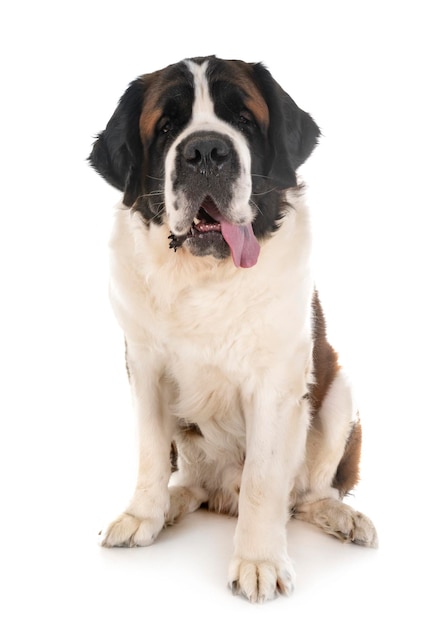 Porträt eines Hundes