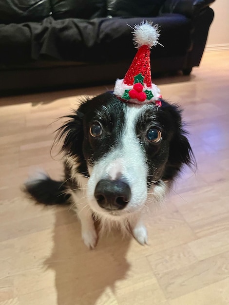 Porträt eines Hundes