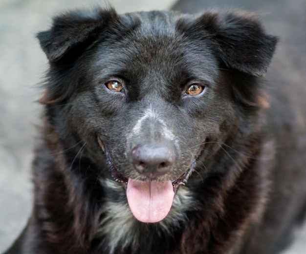 Porträt eines Hundes