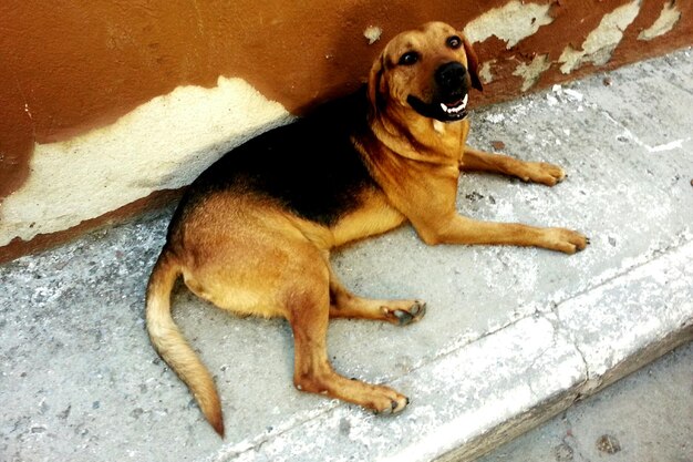 Foto porträt eines hundes