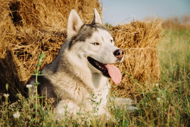 Porträt eines Hundes