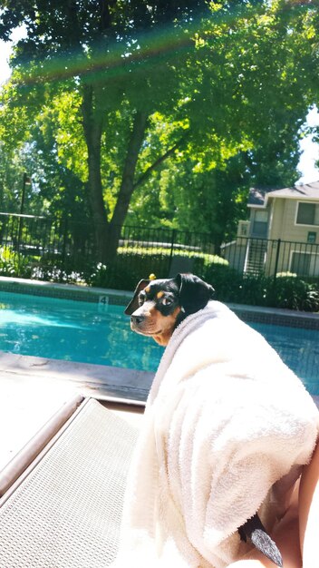 Foto porträt eines in einem handtuch bedeckten hundes vor dem schwimmbad