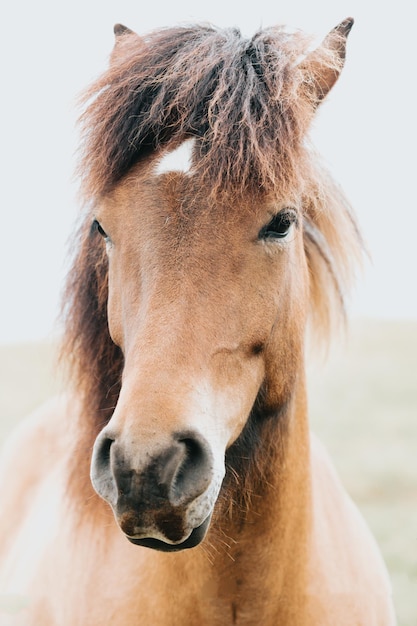 Porträt eines isländischen Pferdes im Wind an einem sonnigen Tag Naturtiere Islands erkunden und reisen abseits der Straße