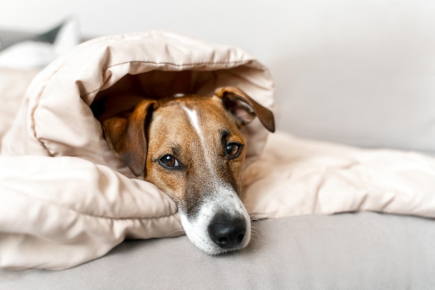 Porträt eines Jack-Russell-Hundes, der zu Hause auf der Couch unter einer schläfrigen Decke liegt