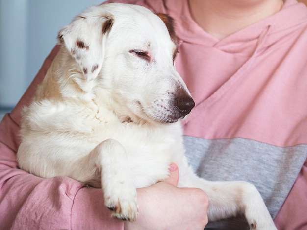 Porträt eines Jack-Russell-Hundes in den Armen eines Mannes Konzept der Freundschaft Familie Haustiere