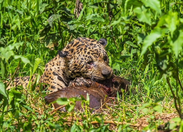 Porträt eines Jaguars im Dschungel