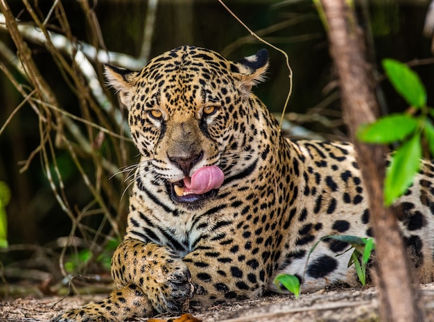 Porträt eines Jaguars im Dschungel