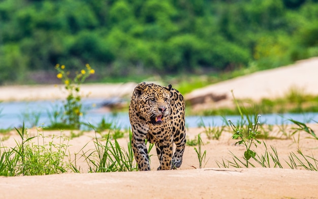 Porträt eines Jaguars im Dschungel