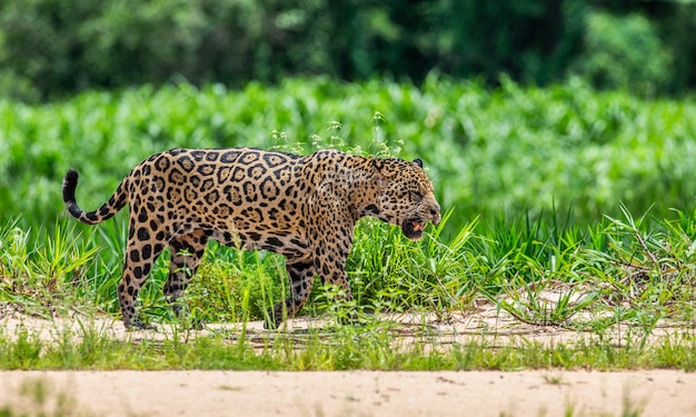 Porträt eines Jaguars im Dschungel