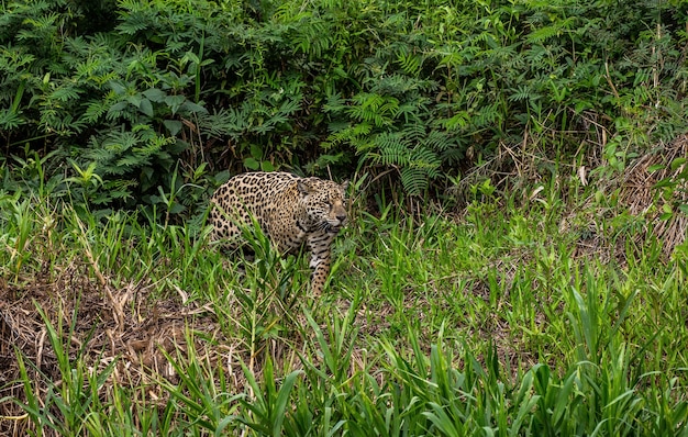 Porträt eines Jaguars im Dschungel