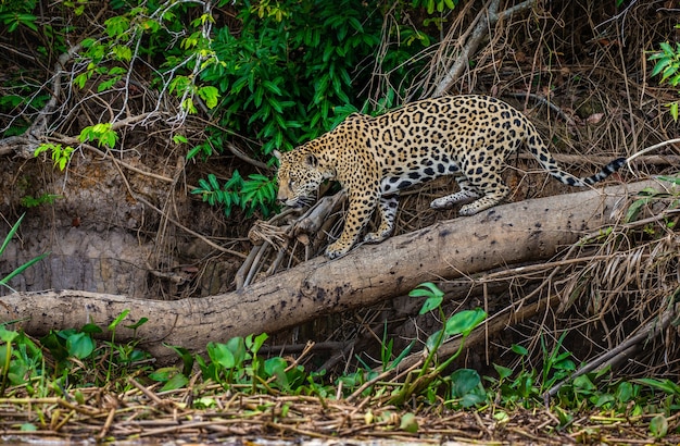 Porträt eines Jaguars im Dschungel