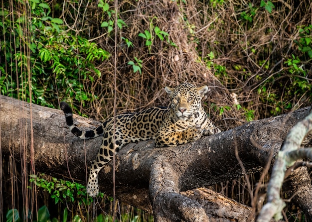 Porträt eines Jaguars im Dschungel