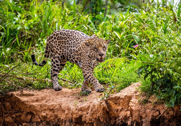 Porträt eines Jaguars im Dschungel