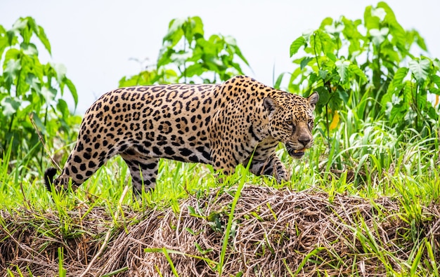 Porträt eines Jaguars im Dschungel