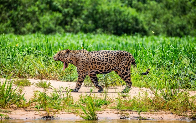 Porträt eines Jaguars im Dschungel