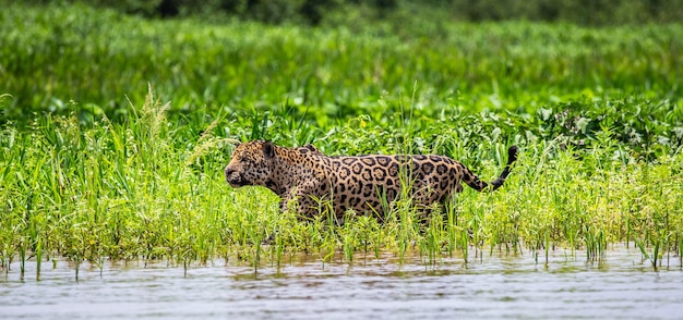 Porträt eines Jaguars im Dschungel