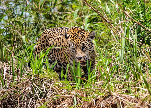 Porträt eines Jaguars im Dschungel