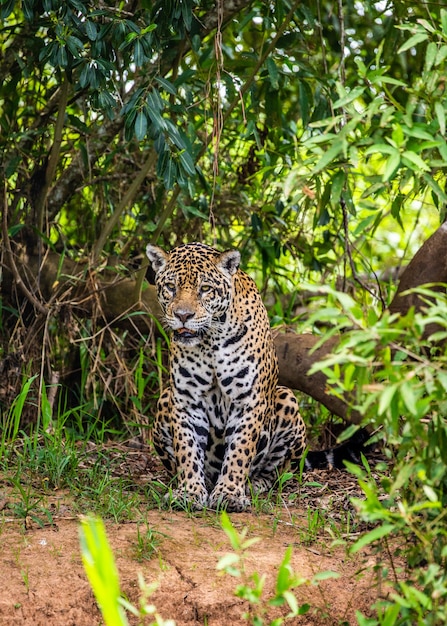 Porträt eines Jaguars im Dschungel