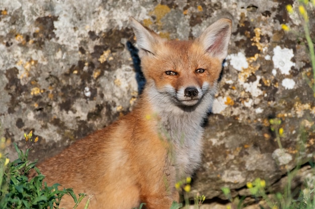 Porträt eines jungen Fuchsjungen. Vulpes vulpes, Nahaufnahme.