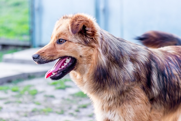 Porträt eines jungen Hundes in einer Hoffarm