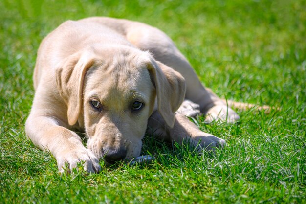 Porträt eines jungen Labrador-Welpen