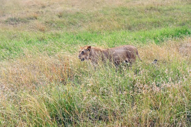 Porträt eines jungen Löwen im Masai Mara Park