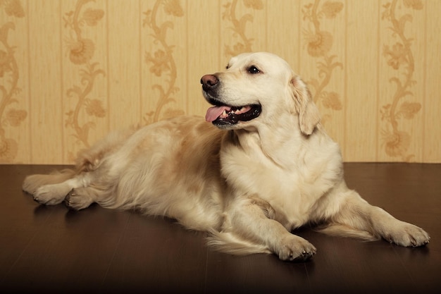 Porträt eines jungen männlichen Labrador-Apportierhunds