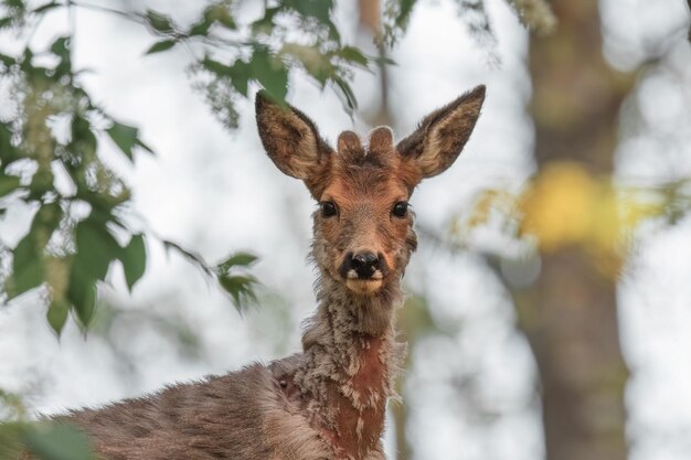 Porträt eines jungen Rothirsches in einem Wald