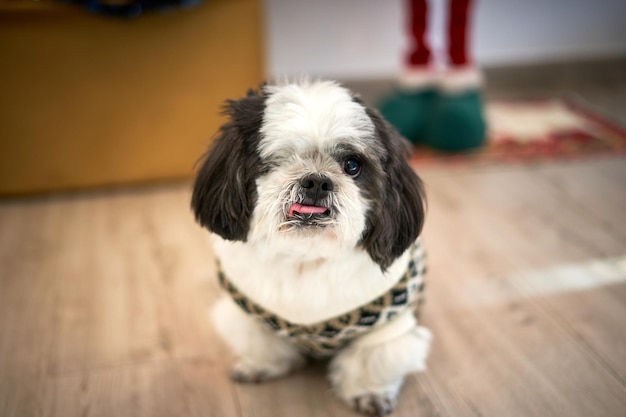 Porträt eines jungen und glücklichen Shi-tzu-Hundewelpen. Tierische Themen