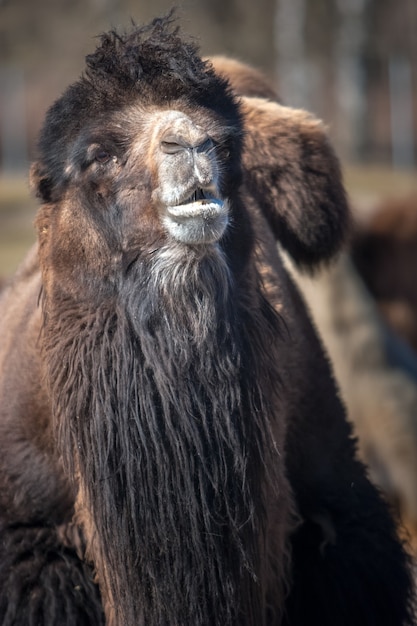 Porträt eines Kamels mit langem dunklem Fell. Selektiver Fokus. Der Hintergrund ist verschwommen. Vertikal.