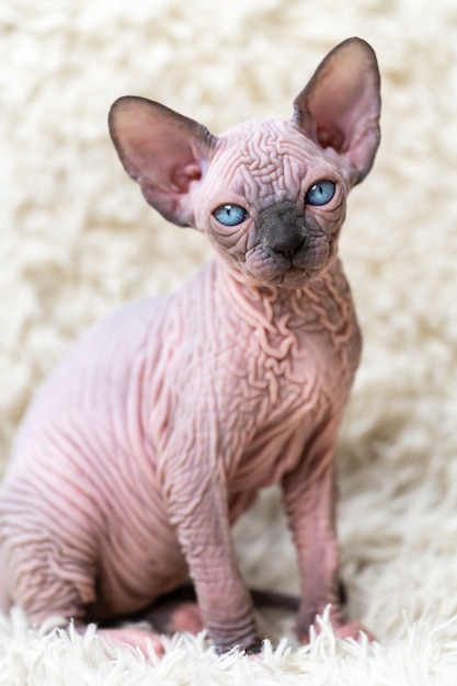 Porträt eines kanadischen Sphynx-Katzenkätzchens mit großen blauen Augen, das auf die Kamera schaut, die auf einem weißen Teppich sitzt