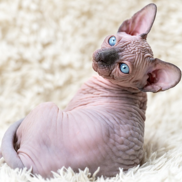 Porträt eines kanadischen Sphynx-Katzenkätzchens mit großen blauen Augen, das auf die Kamera schaut, die auf weißem Teppich mit ...