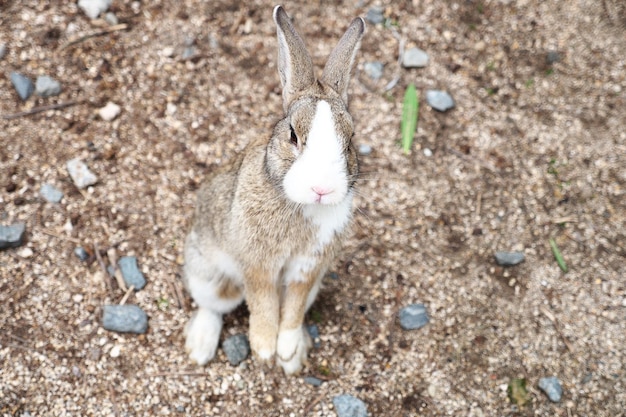 Porträt eines Kaninchen auf dem Feld